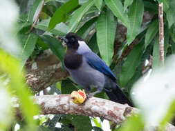 Cyanocorax violaceus Du Bus de Gisignies 1847 resmi