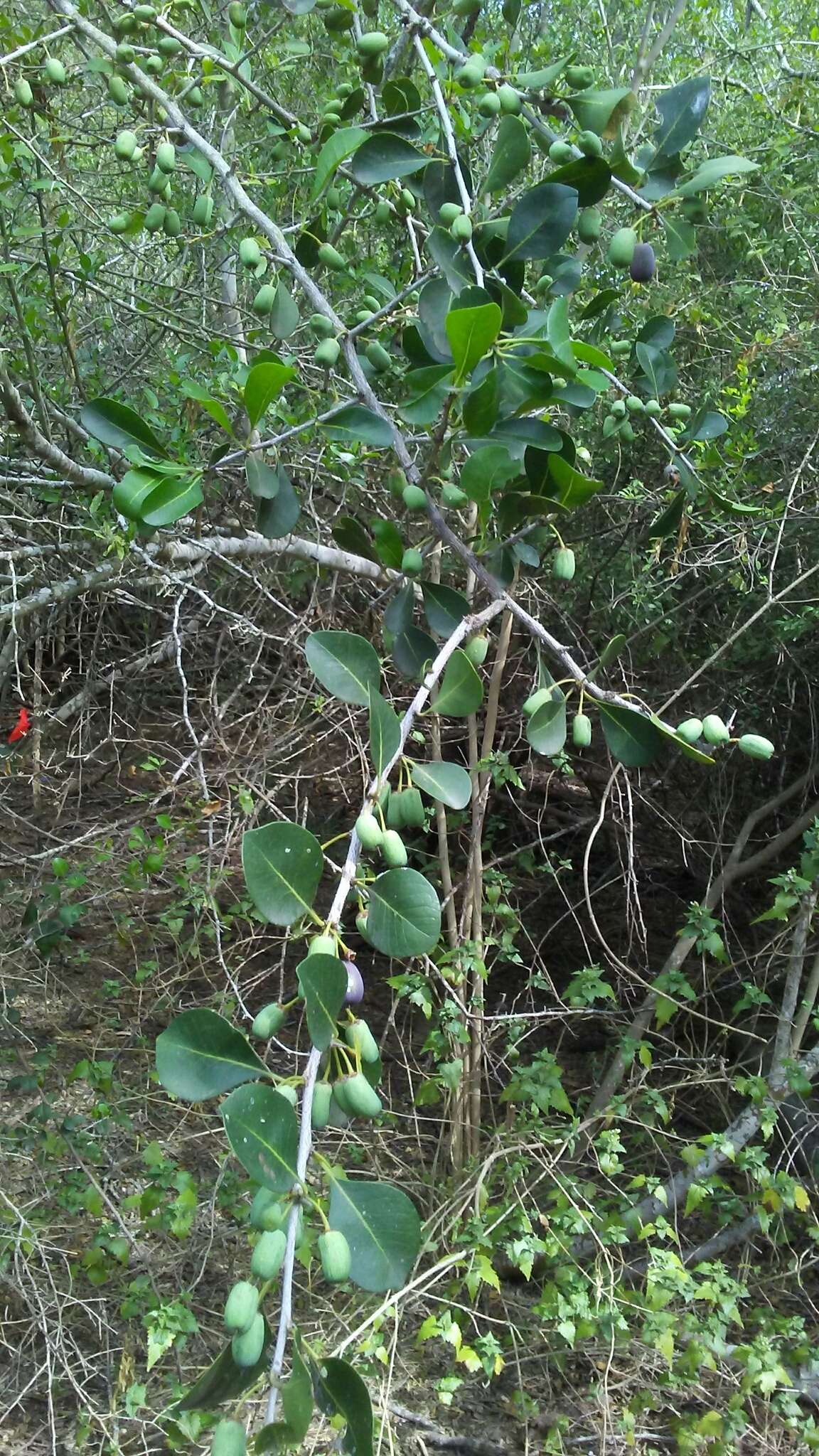 Image of saffron plum