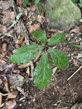 Cyphostemma hypoleucum (Harv.) Descoings ex Wild & R. B. Drumm. resmi