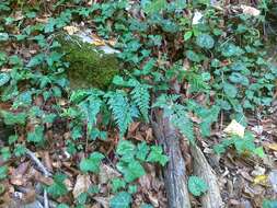 Image of spreading spleenwort