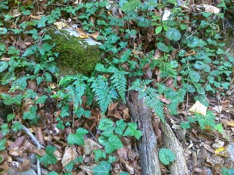 Imagem de Asplenium adiantum-nigrum subsp. adiantum-nigrum