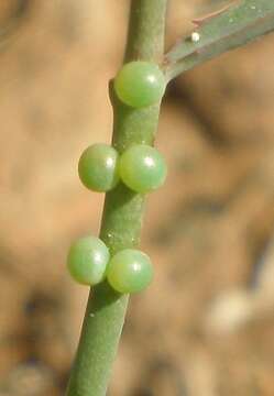 Image of serrate spurge