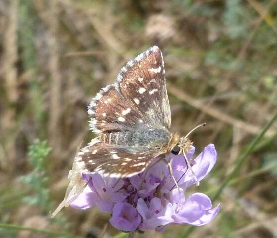 Image of red underwing skipper