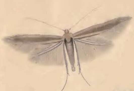 Image of Coleophora lusciniaepennella Treitschke 1833