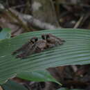 Слика од Ephebopus cyanognathus West & Marshall 2000