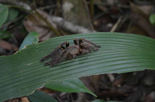 Image de Ephebopus cyanognathus West & Marshall 2000