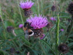 Image of bumblebee hoverfly