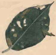 Image of Coleophora lusciniaepennella Treitschke 1833