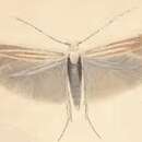 Image of Coleophora trifariella Zeller 1849