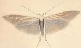 Imagem de Coleophora trifariella Zeller 1849