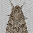 Acronicta rubricoma Guenée 1852 resmi