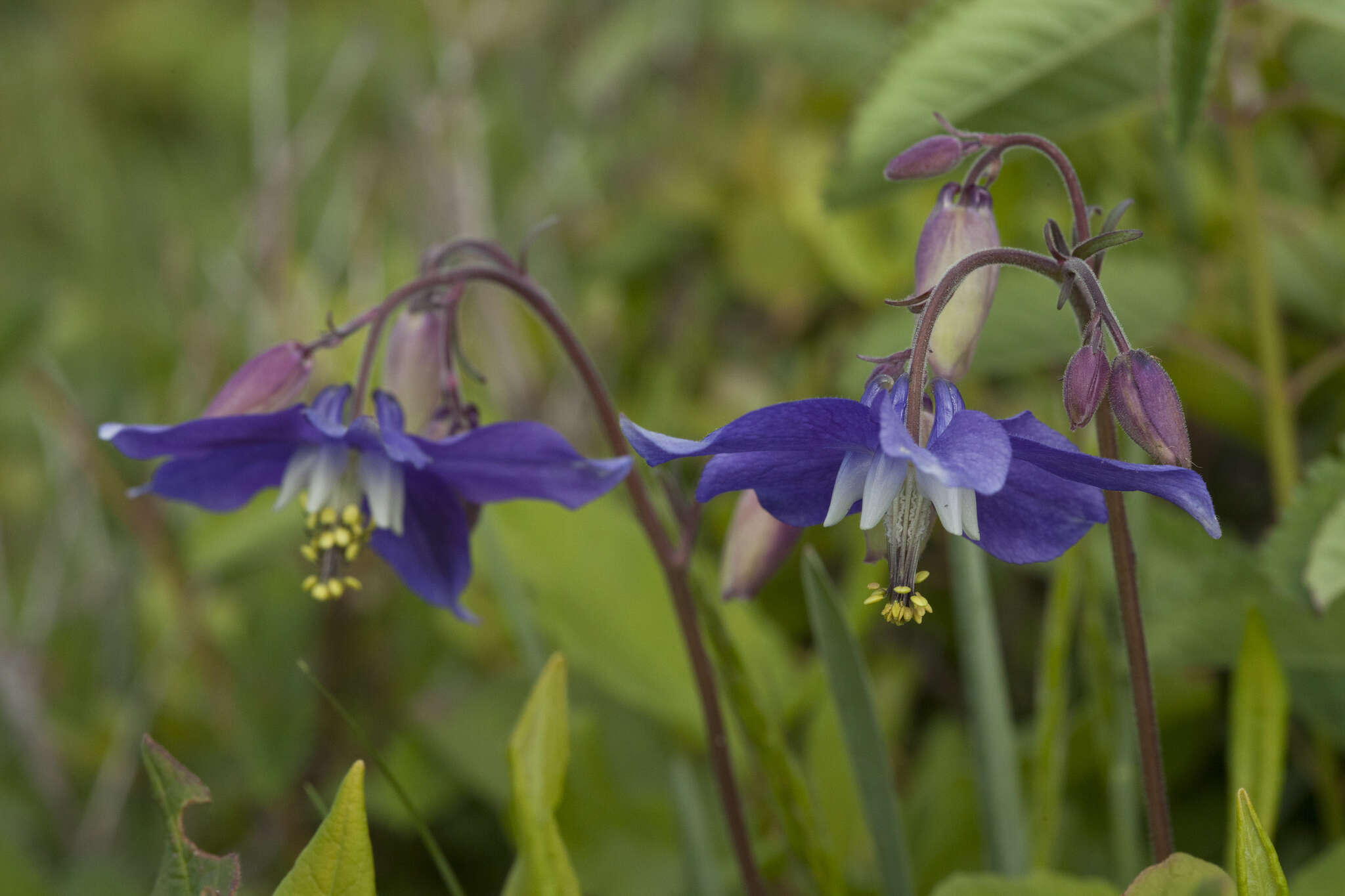 Image of Aquilegia parviflora Ledeb.