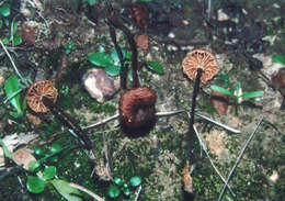 Image of Xeromphalina setulipes Esteve-Rav. & G. Moreno 2010