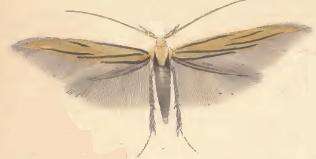 Image of Coleophora ochrea Haworth 1828
