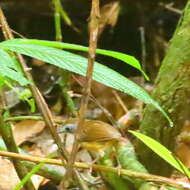 Image of Short-tailed Babbler