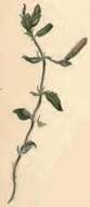 Image of Coleophora ochrea Haworth 1828