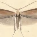 Image of <i>Coleophora wockeella</i> Zeller 1849