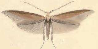 Image of Coleophora wockeella Zeller 1849