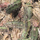 Image of Berlandier's Hedgehog Cactus