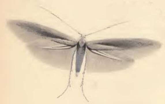 Image of Coleophora vitisella Gregson 1856