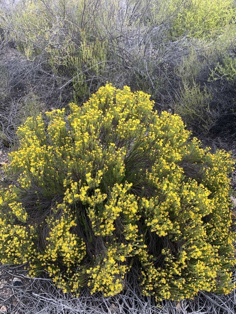 Imagem de Oedera sedifolia (DC.) A. A. Anderberg & K. Bremer