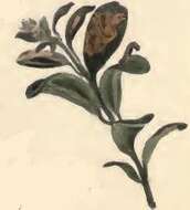 Image of Coleophora vitisella Gregson 1856