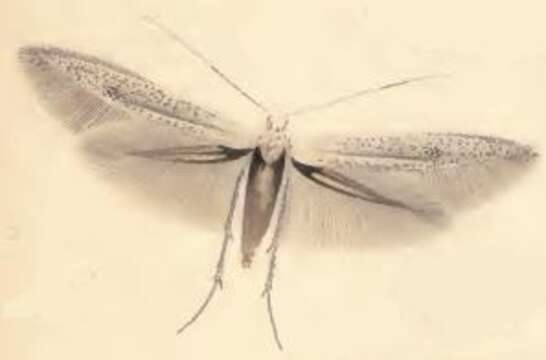 Image of grey fruit-tree case moth