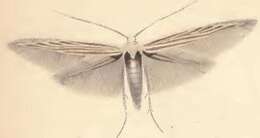 Image of Coleophora otidipennella