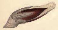 Image of Coleophora otidipennella
