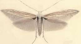 Image of Coleophora argentula Stephens 1834