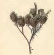 Image of Coleophora argentula Stephens 1834