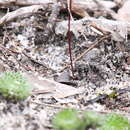 Image of Hort's duck orchid