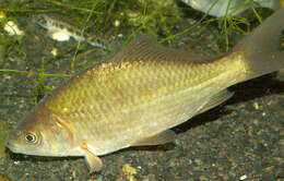 Image of Gibel carp