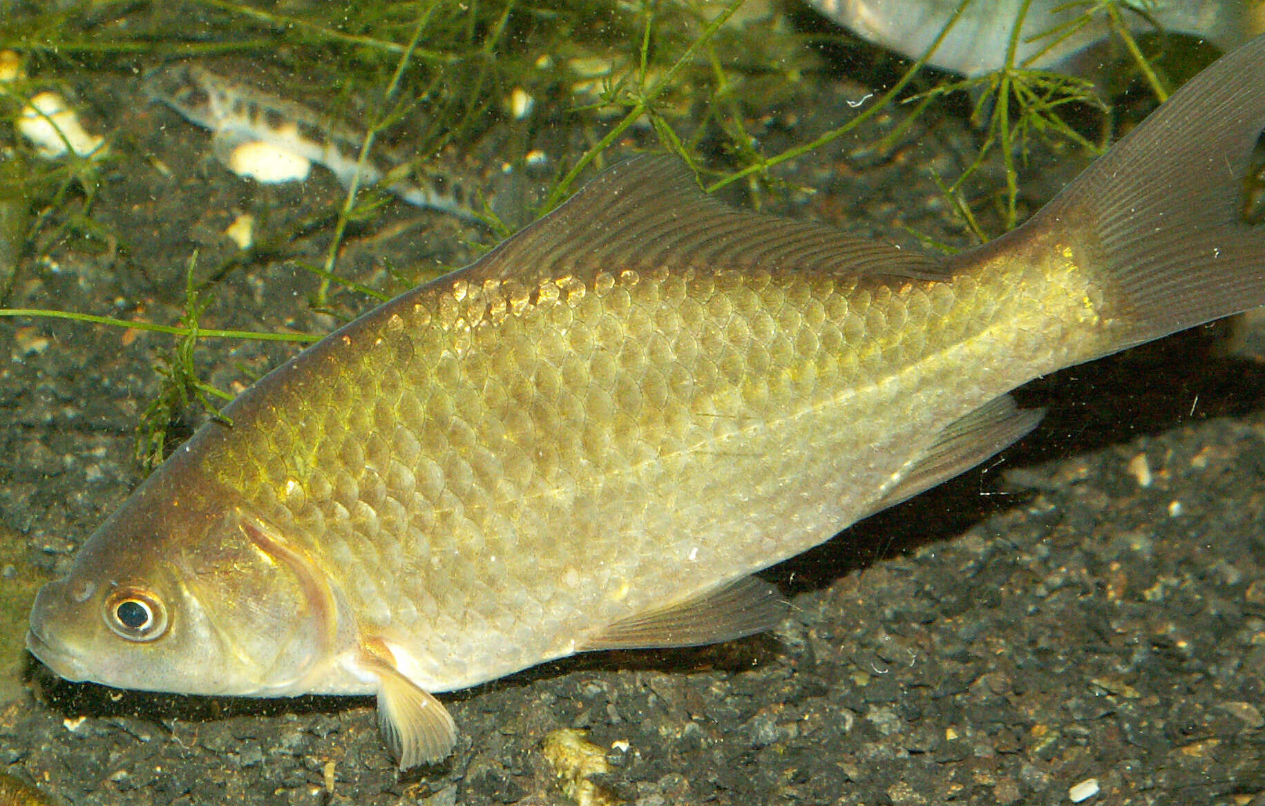 Image of Gibel carp