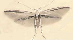 Image of Coleophora conspicuella Zeller 1849