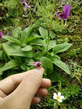 Imagem de Dodecatheon austrofrigidum K. L. Chambers