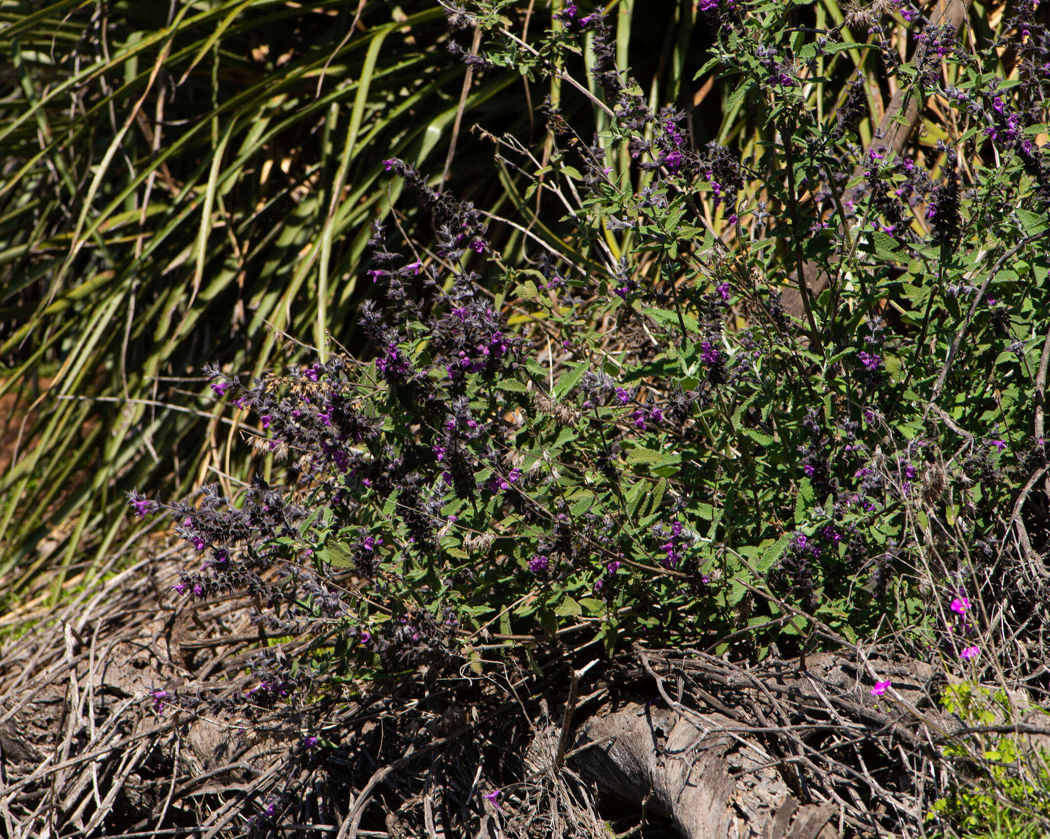 Image of Lepechinia salviae (Lindl.) Epling