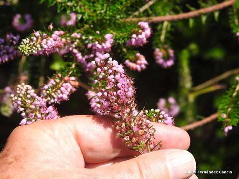 Image of Cornish heath