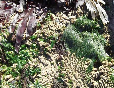 Image of toothed wrack