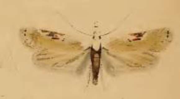 Image of Poison Hemlock Moth