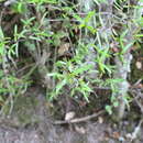 Sivun Coprosma linariifolia (Hook. fil.) Hook. fil. kuva