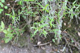 Sivun Coprosma linariifolia (Hook. fil.) Hook. fil. kuva