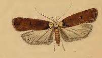 Imagem de Agonopterix parilella Treitschke 1835