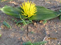 Image of Daubenya stylosa (W. H. Baker) A. M. van der Merwe & J. C. Manning