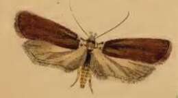 Image of Agonopterix cnicella Treitschke 1832