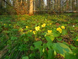 Image of Viola uniflora L.