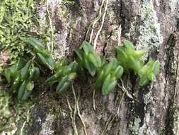 Image of Epidendrum longirepens (C. Schweinf.) C. Schweinf.
