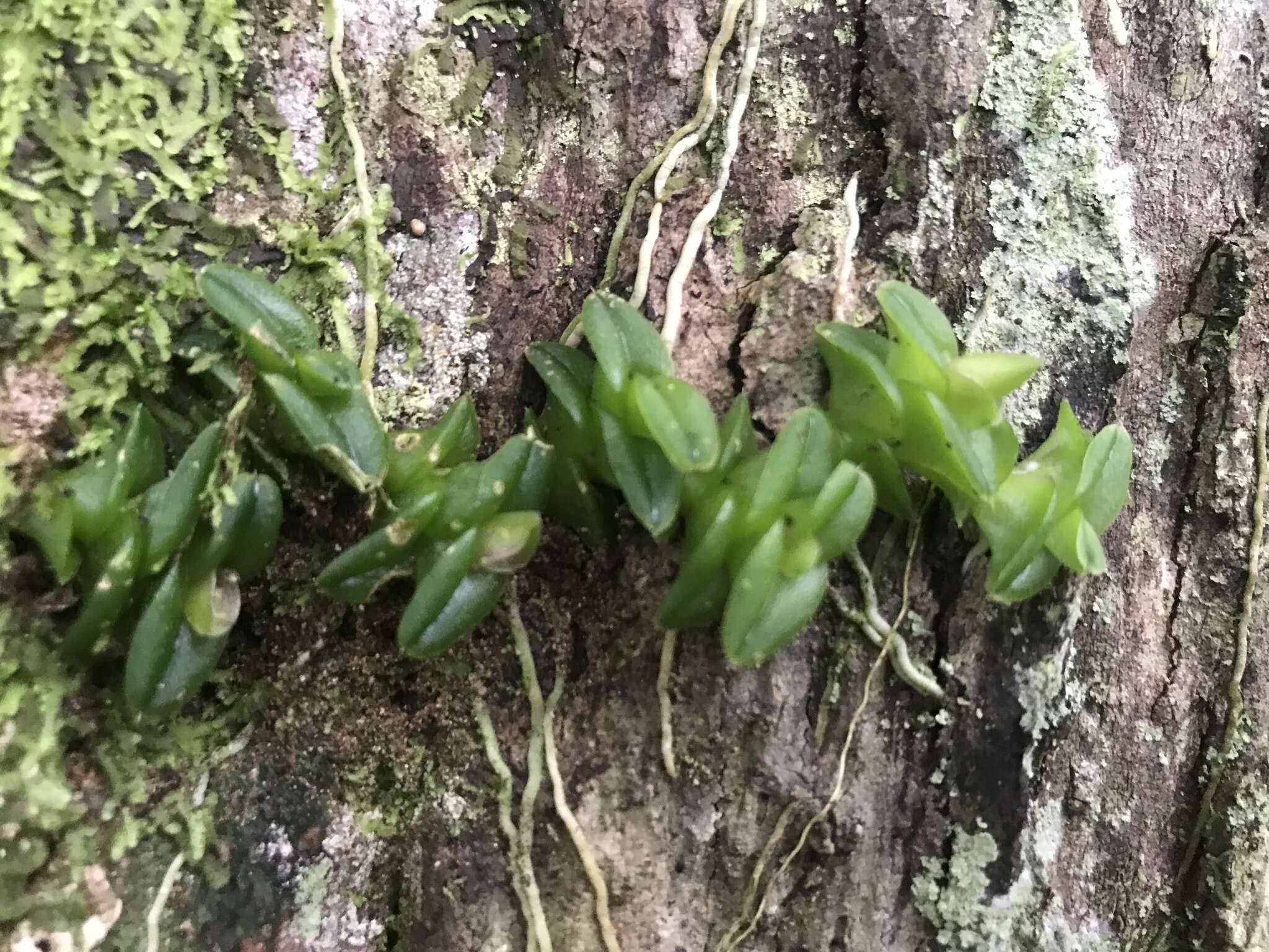 Image of Epidendrum longirepens (C. Schweinf.) C. Schweinf.