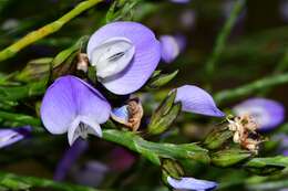 Image of <i>Psoralea congesta</i>