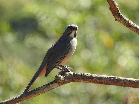 Image of Cinnamon-bellied Saltator